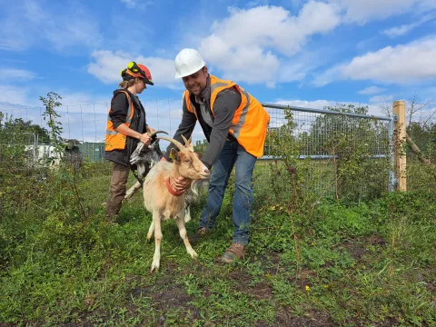 Les boucs ont été lâchés sur la parcelle de 2.000 m2.